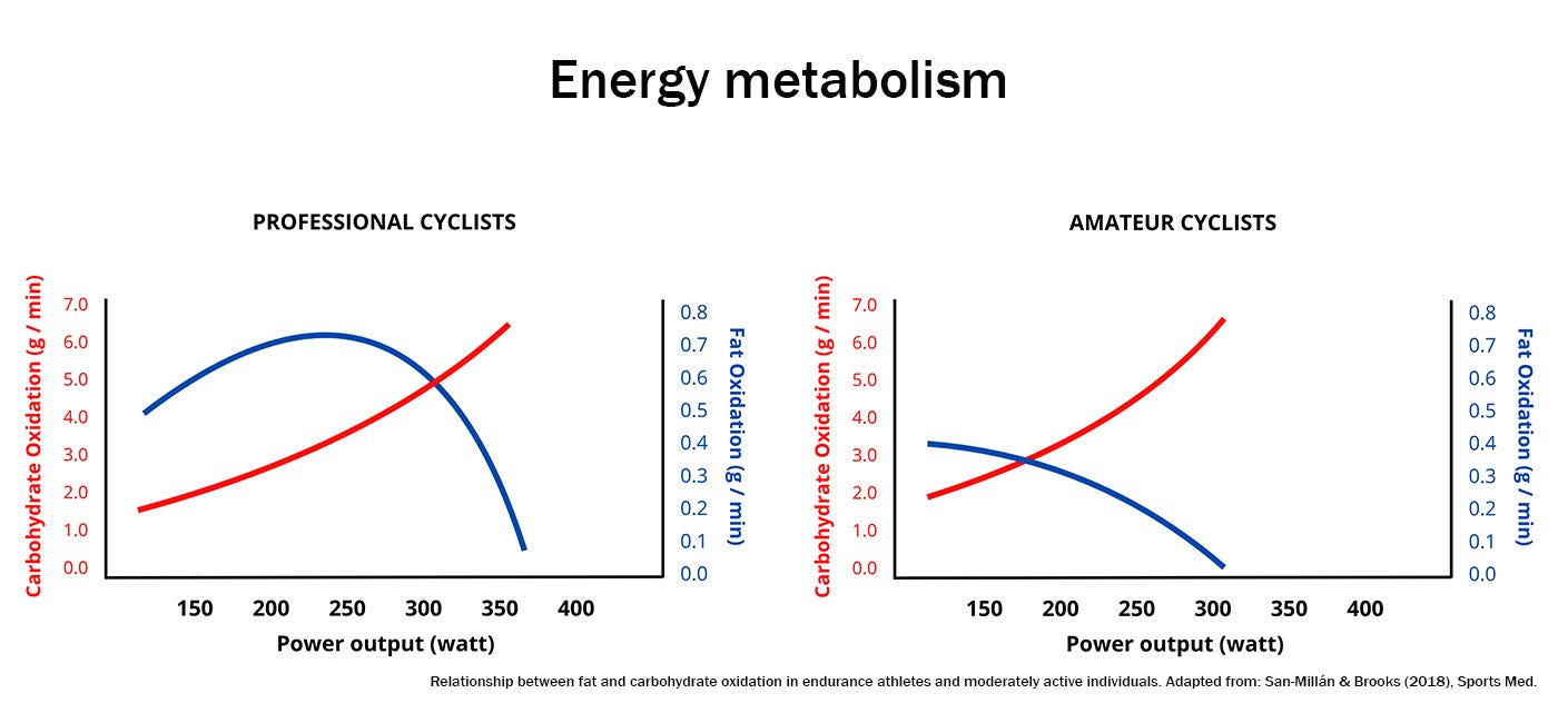 Energy metabolism