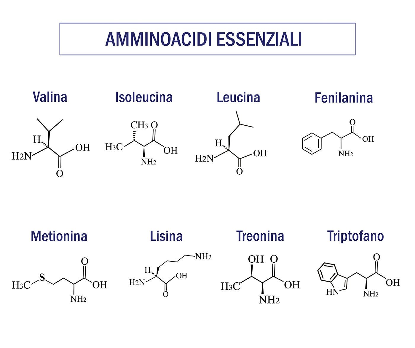 Amminoacidi essenziali