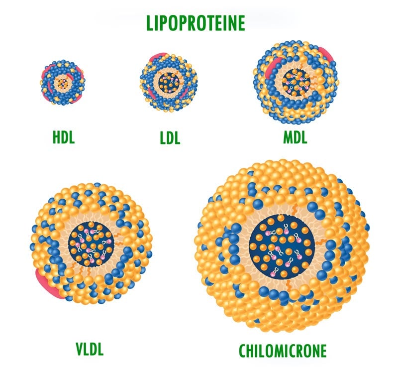 Lipoproteine e colesterolo